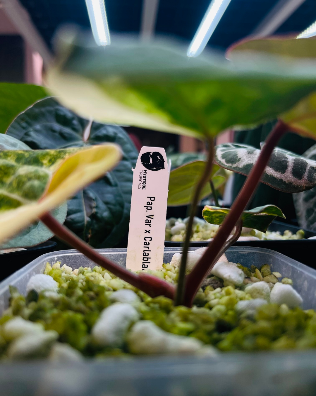 Size Photo For Web (1)